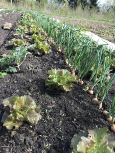 Basis Cursus Gezonde Moestuin - Cursusdag Bodem @ Tuinderij de Voedselketen