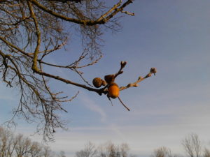 Workshop Permacultuur en Ethiek @ Tuinderij de Voedselketen